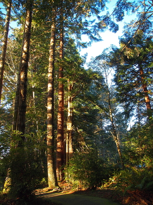 [The tops of the trees are not even visible because they are so high. The trunks seem to go up for at least 30 or more feet before branches are visible on these redwoods. There are some other trees with lower level greenery and the setting sun through the trees gives lots of color contrasts in the image.]